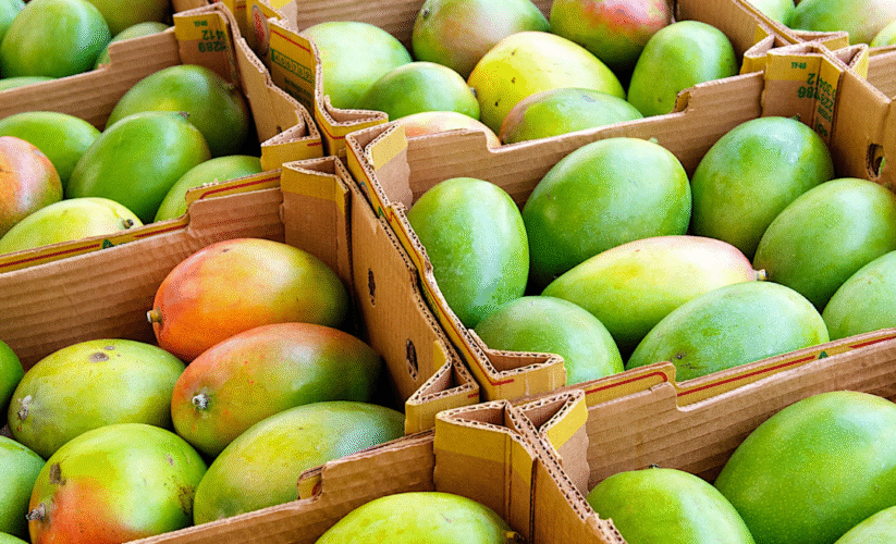 Mangue Kent – Saveur exotique!