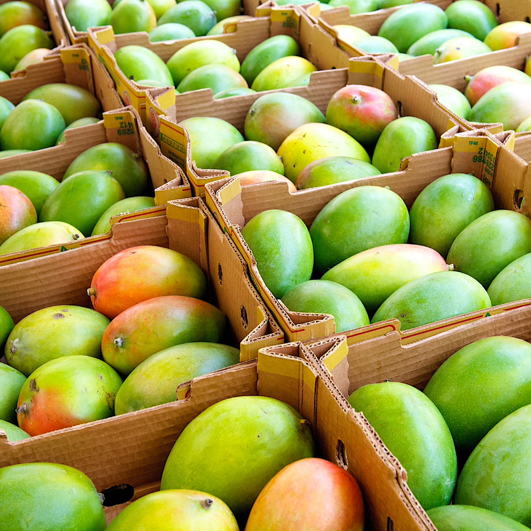 Mangue Kent – Saveur exotique!